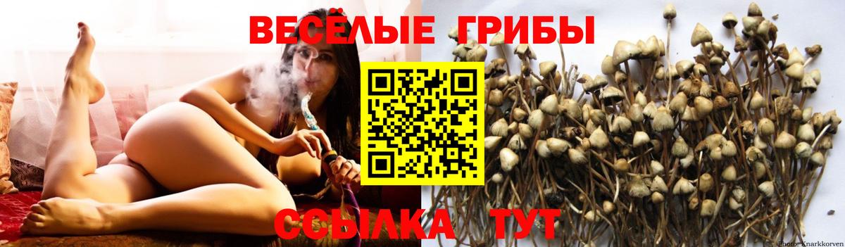Вичуга  Псилоцибиновые грибы MAGIC MUSHROOMS  Вход с VPN 